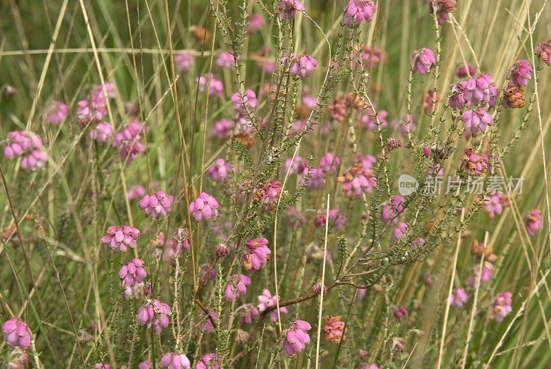 十字形Heath (Erica tetralix)